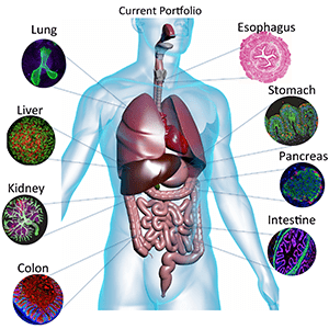 Organoid portfolio of tissues bioengineered or being pursued. 